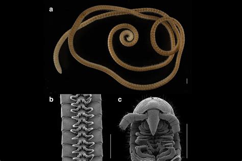 A 1,300-leg millipede has been found, a new record : NPR