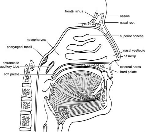 Elements of Morphology: Human Malformation Terminology