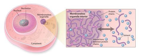 Infographic: What Are Membraneless Organelles? | The Scientist Magazine®