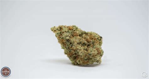 Afghani Strain Review - The Lodge Cannabis Denver