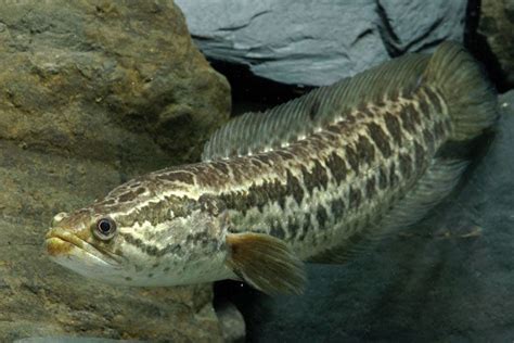 Snakehead | Invasive, Exotic & Predator | Britannica