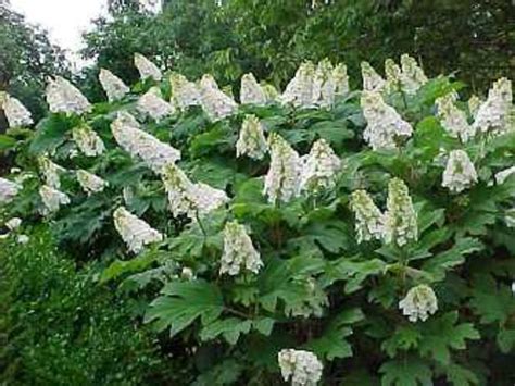 Plants We Love: Oakleaf Hydrangea Varieties - Horticulture