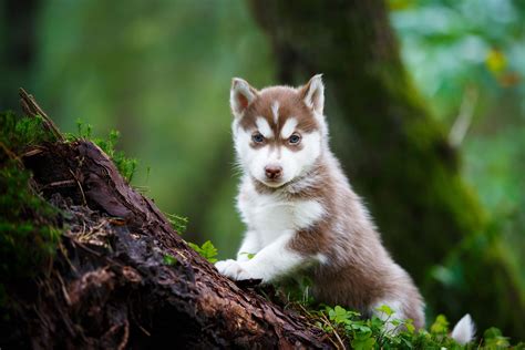 8 Wild Facts About Wolf Dogs