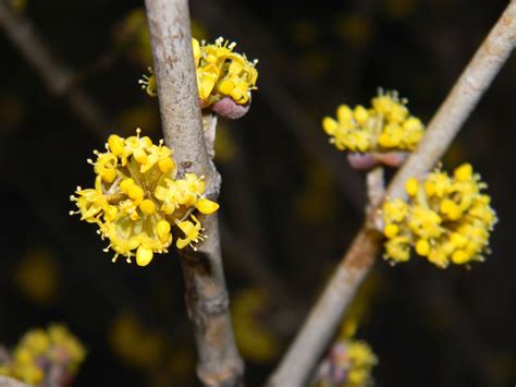 Cornus mas (Cornelia-Cherry, Cornelia-Cherry Dogwood, Cornelian Cherry ...