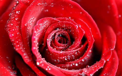 🔥 [40+] Rose with Water Drops Wallpapers | WallpaperSafari