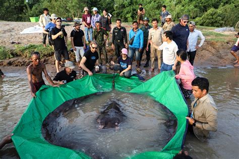 World's biggest freshwater fish caught in Cambodia - Cambodia Expats ...