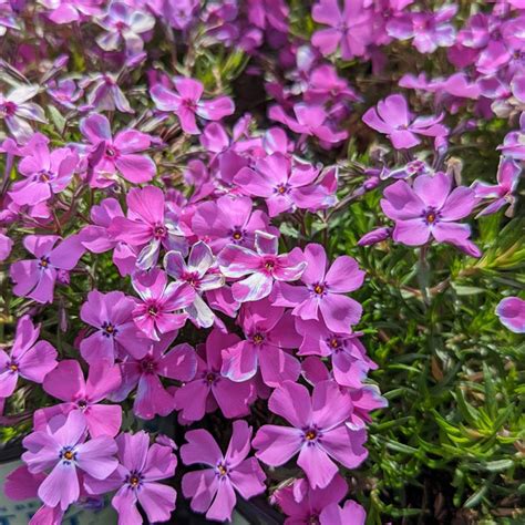 Buy Purple Moss Phlox at your local garden center! – American Beauties ...