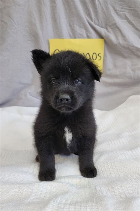 labrador-akita-mix-puppy | Black Labrador Dog