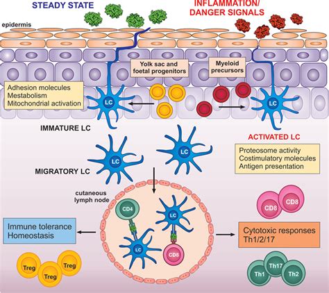 Epidermis Cell Types - Epidermal Cells A Complete Overview Microscope ...