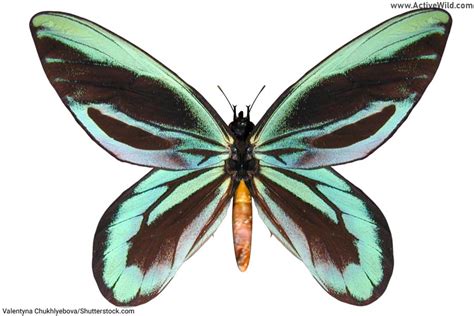 Queen Alexandra's Birdwing Butterfly Facts For Kids & Adults: Pictures ...