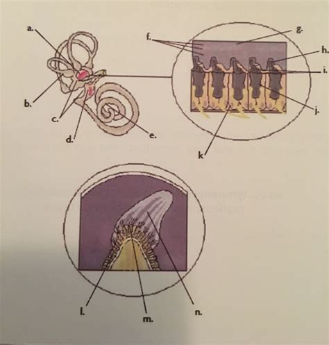 The Inner Ear Diagram Diagram | Quizlet