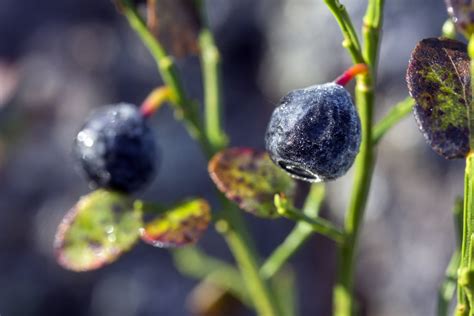 Difference Between Huckleberry and Blueberry