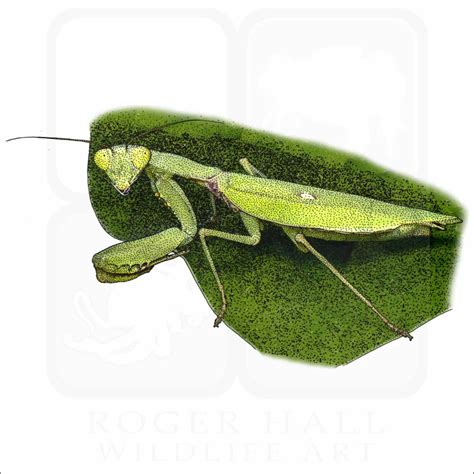 Stock Art Drawing of a Giant Asian Mantis