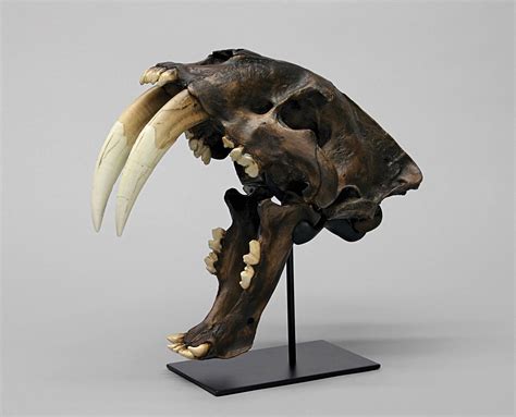 Saber-toothed cat - Wikipedia