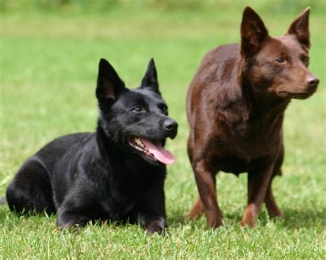 Australian Kelpie - Dog Breed Info, Images, Videos, FAQs