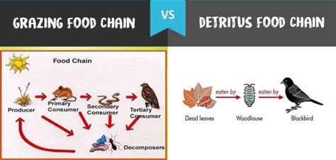 Food Chain and Food Web - INSIGHTS IAS - Simplifying UPSC IAS Exam ...