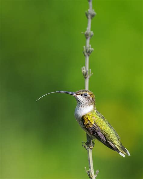 Cute hummingbird with long beak sitting on plant twig · Free Stock Photo