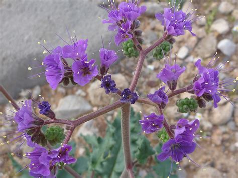 30 Mojave Desert Wildflowers: Phacelia Crenulata