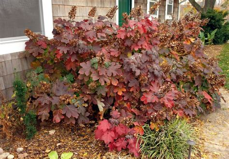 Oakleaf Hydrangea Qt. Pot Old Fashion Oakleaf - Etsy