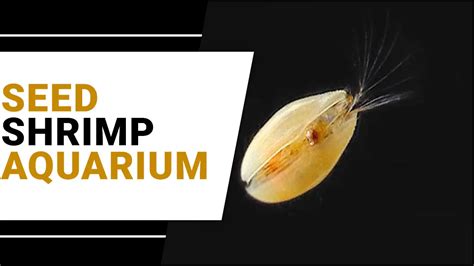 Mastering Seed Shrimp Aquariums: A Comprehensive Guideline – MeekBond