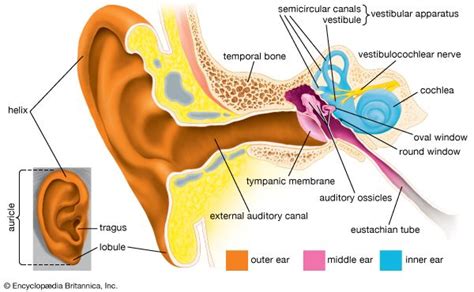 Human ear - Cochlea, Hearing, Balance | Britannica