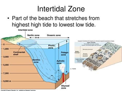 Diagram Intertidal Zone