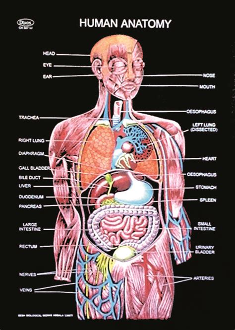 Anatomy Chart Of Organs In The Body : Organs Organ Circulatory | Bodewasude