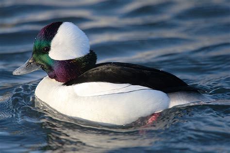 Amish Country Amateur Birder: Duck!! #126 - #130