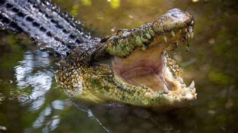 Elderly man narrowly escapes crocodile attack in Bataraza