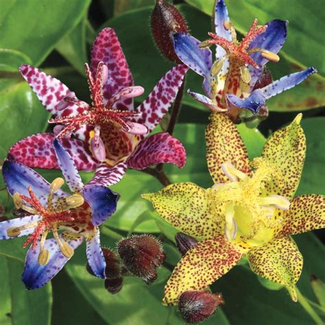 Spring Hill Nurseries Multi-Colored Flowers Toad Lily (Tricyrtis ...