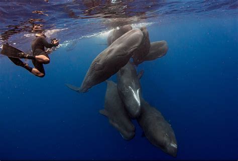 Sperm Whale Diving Expedition in Dominica | Ultimate Underwater ...