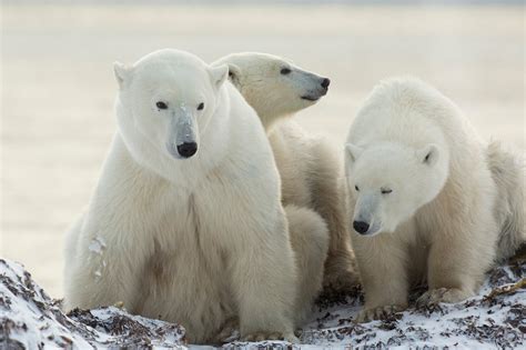 Polar bear family - Jim Zuckerman photography & photo tours