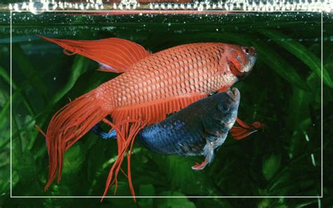 Betta Fish Egg Laying - The Complete Guide