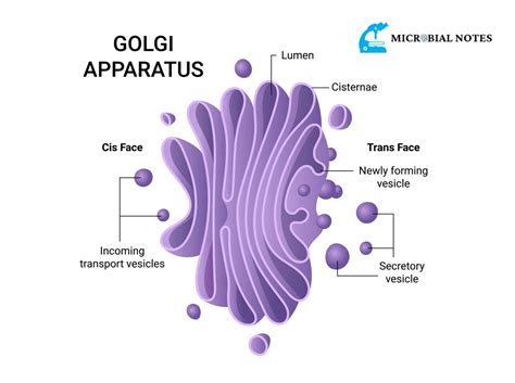 Golgi Apparatus - Its Structure and Function - Microbial notes