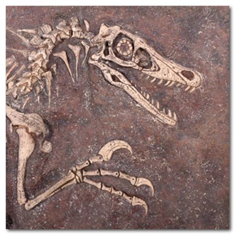 Velociraptor Fossils