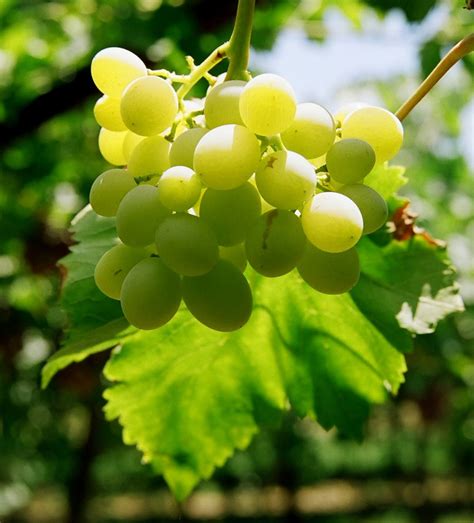 green grapes Free Photo Download | FreeImages