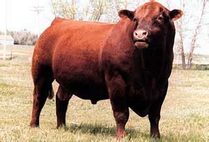 Red Angus Cattle | Oklahoma State University