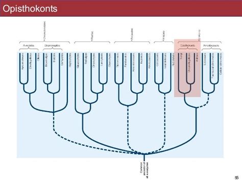 BIS2C: Lecture 24: Opisthokonts