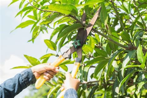 Premium Photo | People cuting mango tree with pruning shears in garden