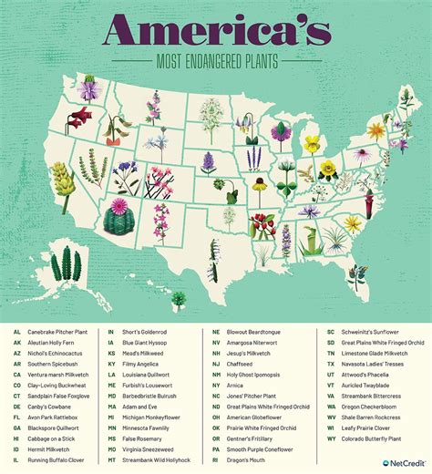 An illustrated tribute to most endangered plant in every US state ...