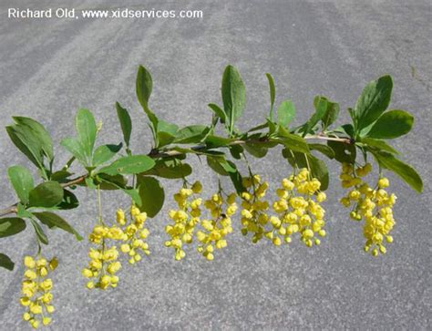 Washington State Noxious Weed Control Board