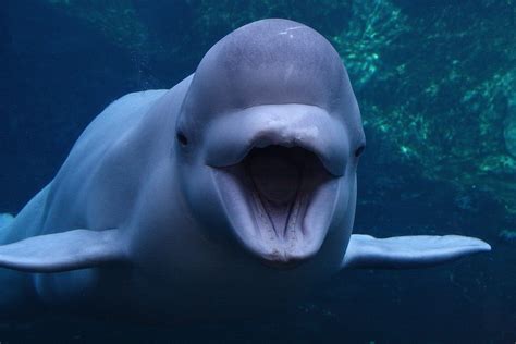 Beluga Whale Images