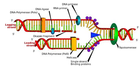 What is the function of RNA primer during protein synthesis.