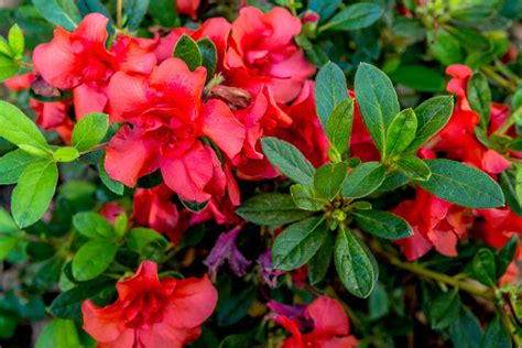 How to Select, Grow and Care for Azaleas