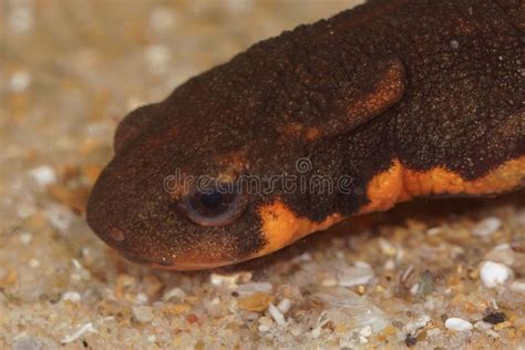 Closeup of a Beautiful Japanese Fire Bellied Newt Underwater in a Tank ...