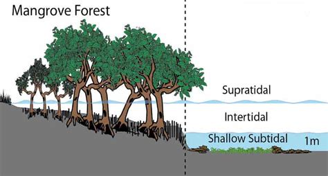 What are Intertidal Zones?