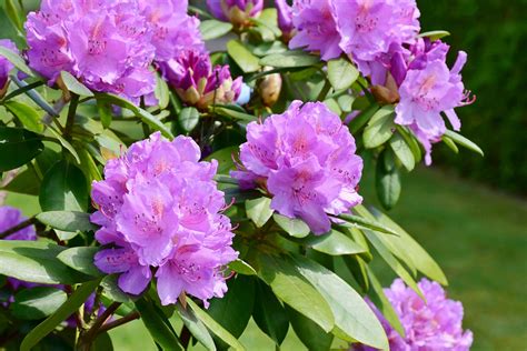 Rhododendrons & Azaleas: How to Plant, Grow, and Care for Rhododendron ...