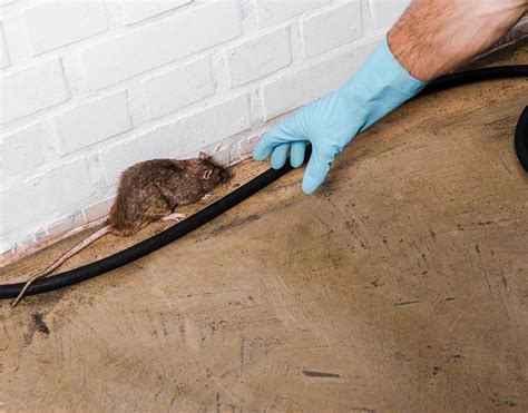 Rodent Removal | Rat Exterminating | Boynton Beach & West Palm Beach