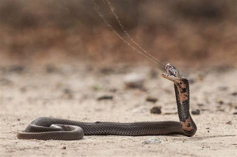 Mozambique Spitting Cobra Facts and Pictures