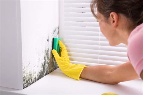 Mold on walls: how to eliminate mold and mildew - myhomeimpro